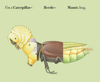 Build-A-Bug