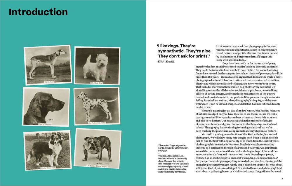 Why We Photograph Animals