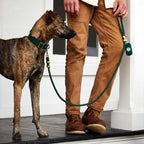 Evergreen Dog Collar