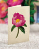 Peony Paradise